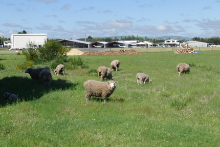 �j���[�W�[�����h�̃S���t��