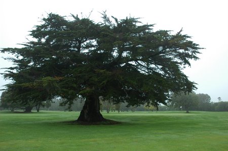 �j���[�W�[�����h�̃S���t��