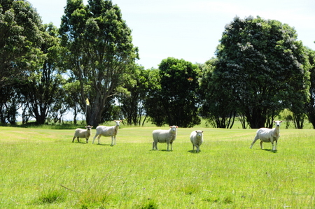 �j���[�W�[�����h�̃S���t��