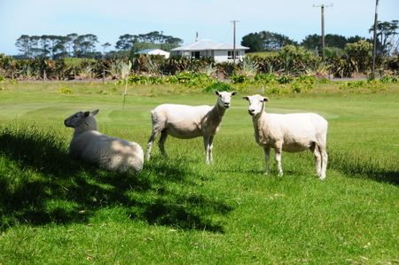 �j���[�W�[�����h�̃S���t��