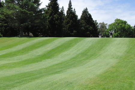ニュージーランド プケコへゴルフ場