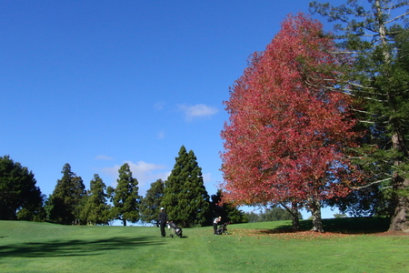 ニュージーランド プケコへゴルフ場