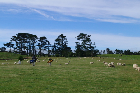 �j���[�W�[�����h�̃S���t��