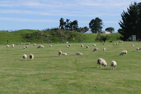 �j���[�W�[�����h�̃S���t��