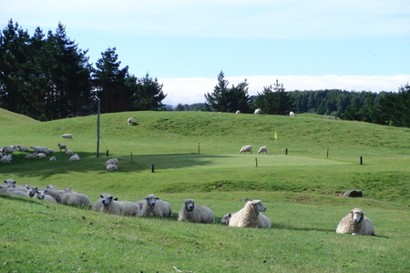 �j���[�W�[�����h�̃S���t��