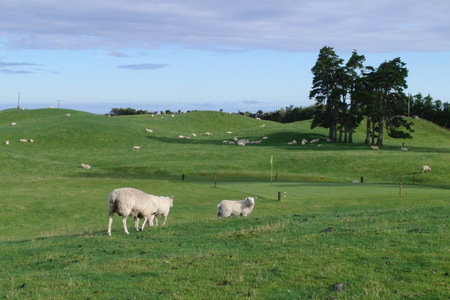 �j���[�W�[�����h�̃S���t��