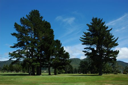 �j���[�W�[�����h�̃S���t��