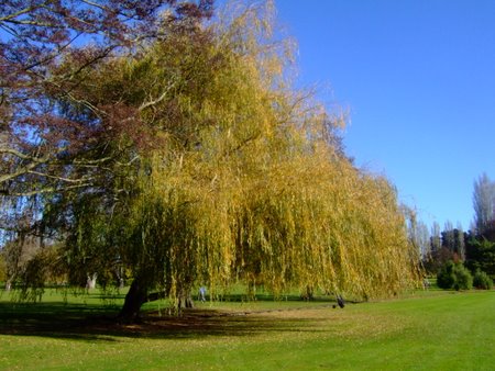 �j���[�W�[�����h�̃S���t��