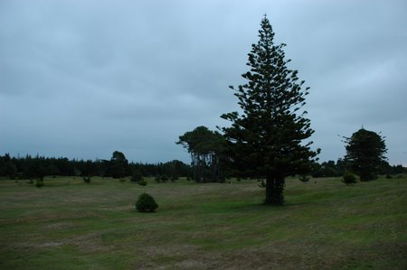 �j���[�W�[�����h�̃S���t��